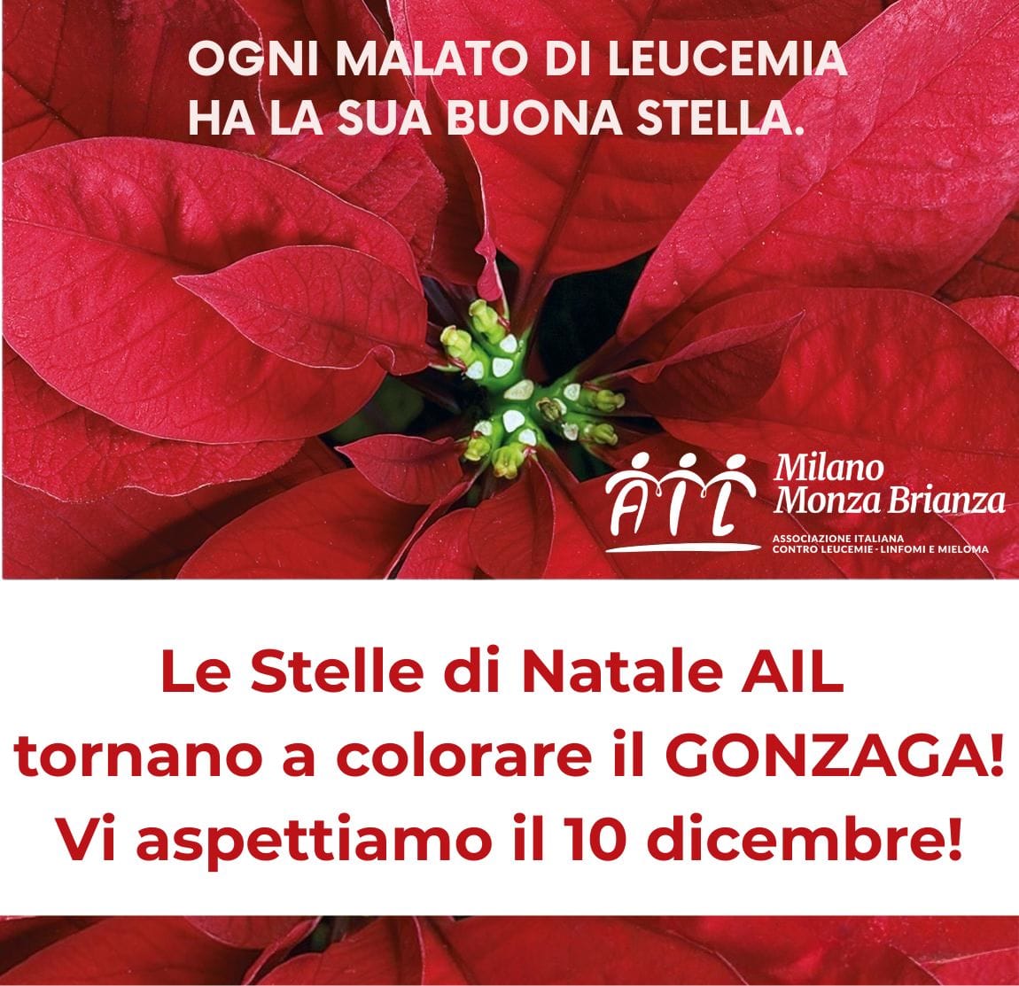 GIUNTA GENITORI: Le Stelle di Natale AIL ti aspettano 2025 12 05 Giunta AIL Xmas Campaign